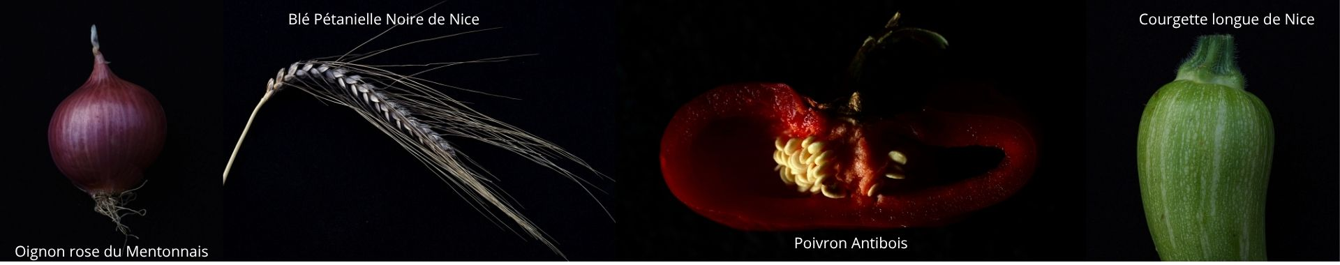 Maison des Semences Paysannes Maralpines